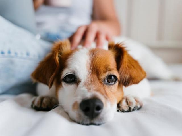 persona que disfruta los beneficios de tener una mascota junto a su perro